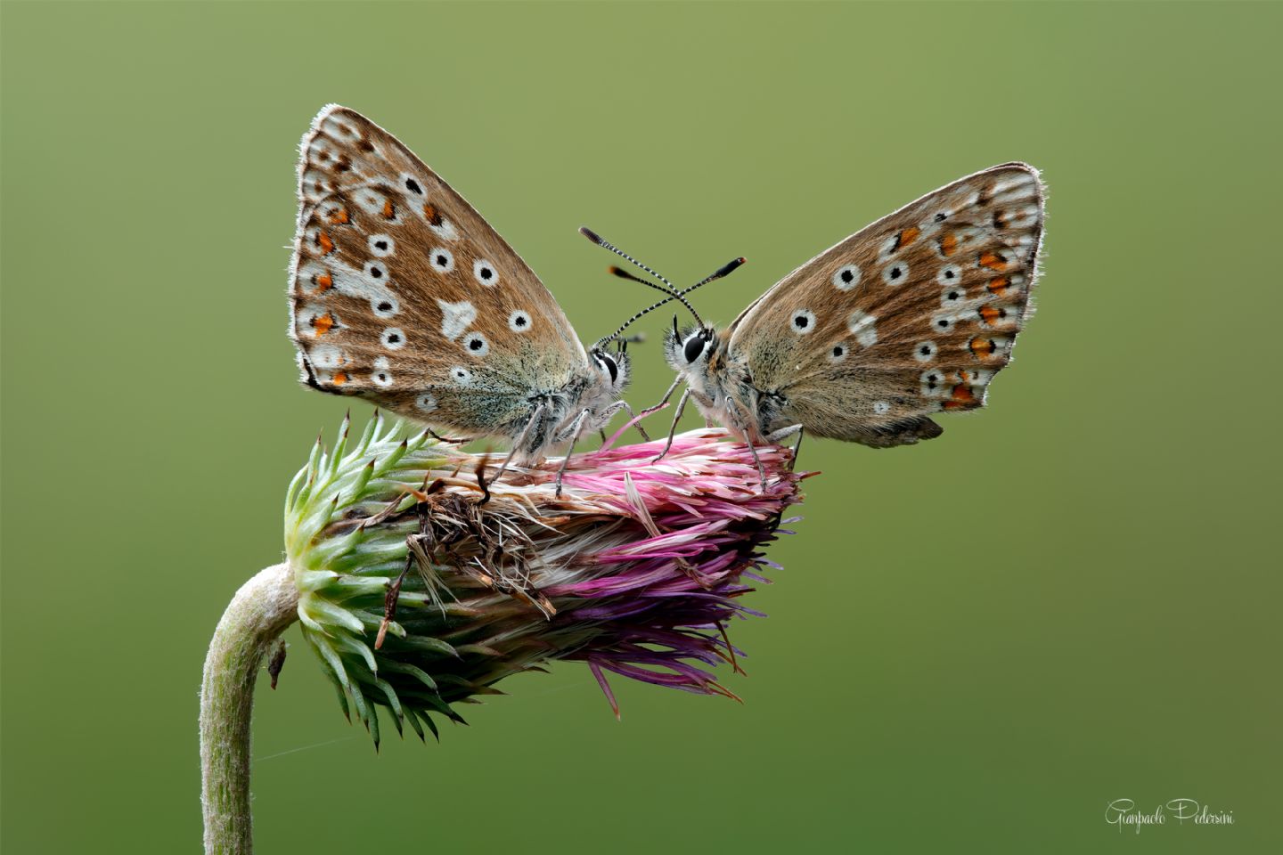 Licenidi ...ma quali